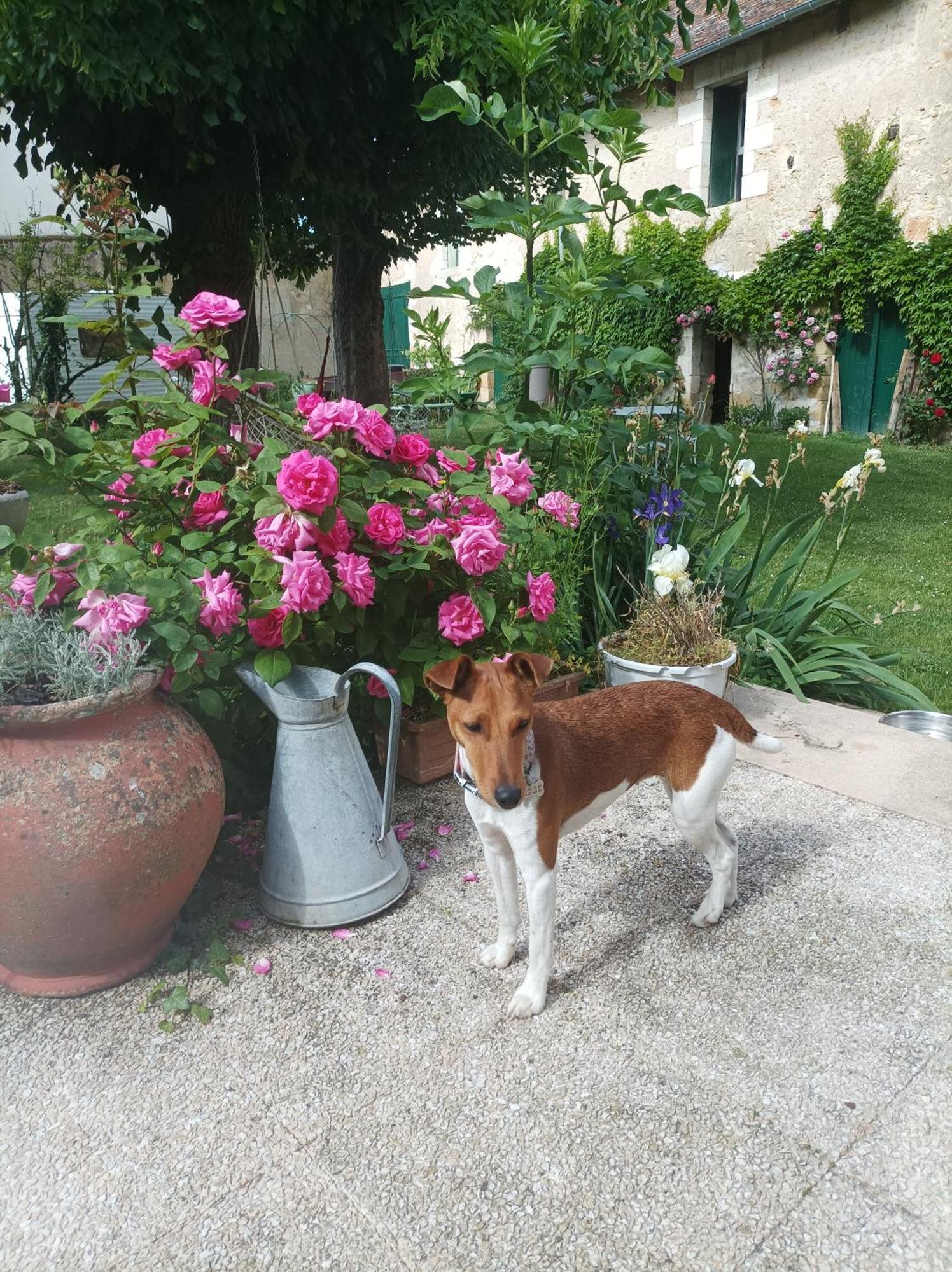 Le Relais des Roses- Chambres d'hôtes Vatan Exterior foto